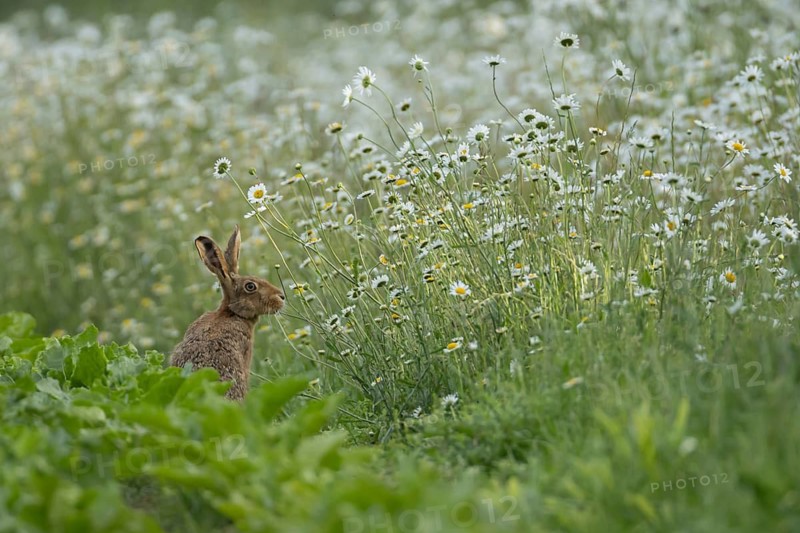 European brown hare (Lepus europaeus) adult animal on the edge of a farmland sugar beet crop field with a wildflower border of oxeye daisies in flower in summer, Suffolk, England, United Kingdom