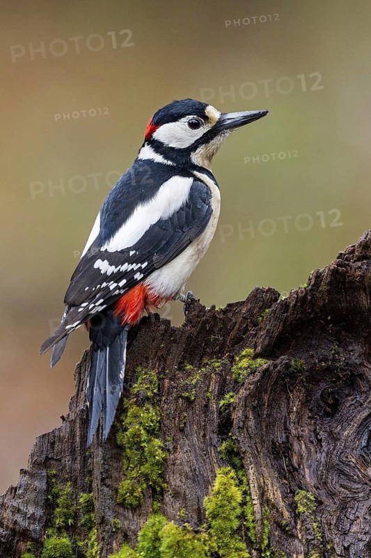 Great Spotted Woodpecker (Dendrocopos major) male, Asturias, Spain