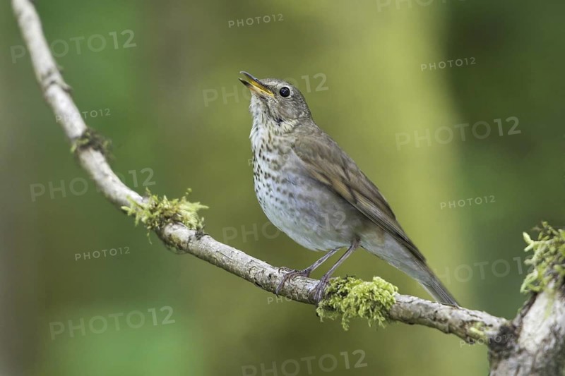 Swainson's Thrush (Catharus ustulatus), British Columbia, Canada