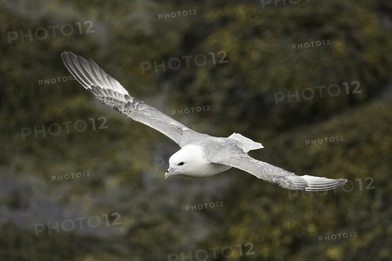 Northern Fulmar (Fulmarus glacialis), Iceland