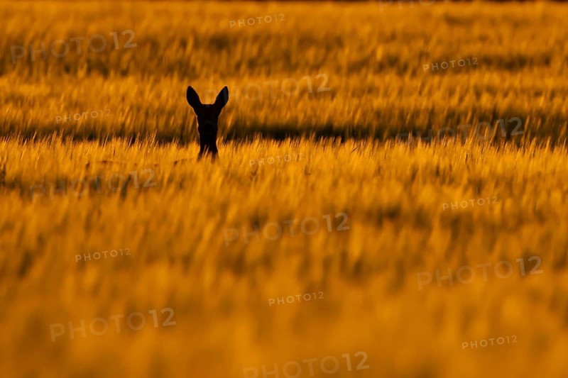 Roe deer (Capreolus capreolus) adult female doe animal in a farmland cereal field silhouette at sunset in summer, Suffolk, England, United Kingdom