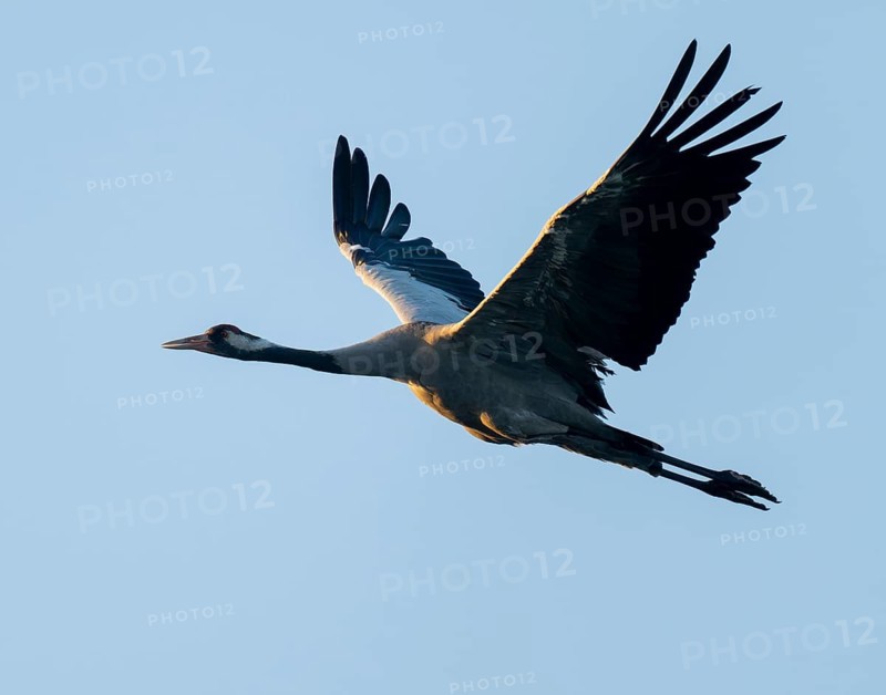 Crane (Grus grus) in flight, blue sky, Lower Saxony, Germany