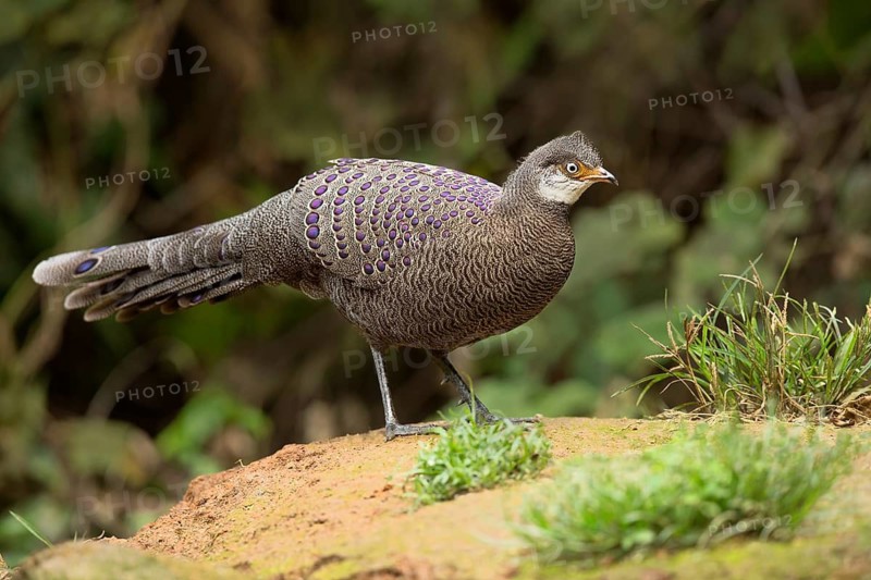 Grey Peacock-Pheasant (Polyplectron bicalcaratum) male, Yunnan, China