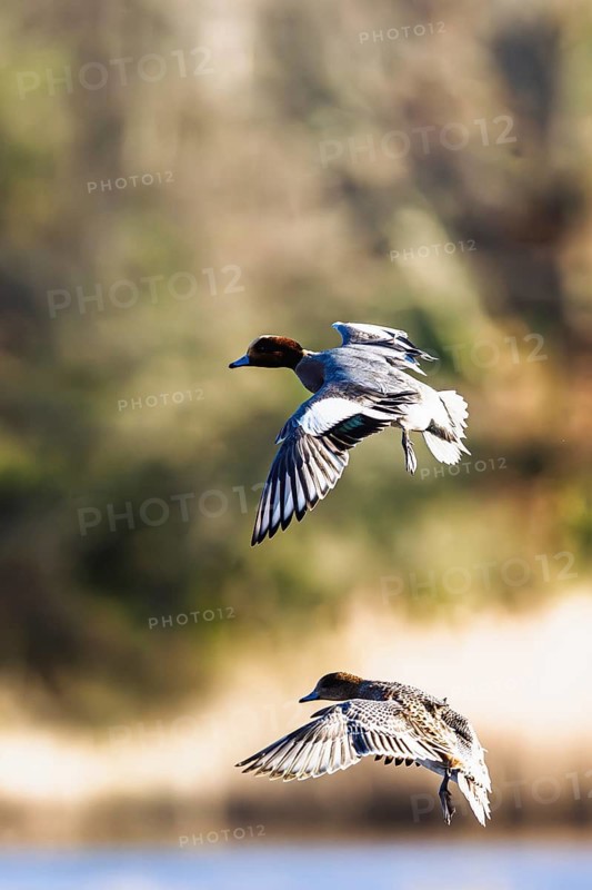 Eurasian Wigeon, Mareca penelope, birds in flight over marshes in Devon, England, United Kingdom