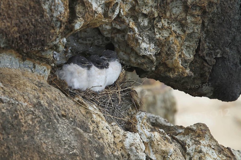 White-breasted Woodswallow (Artamus leucorynchus), Queensland, Australia