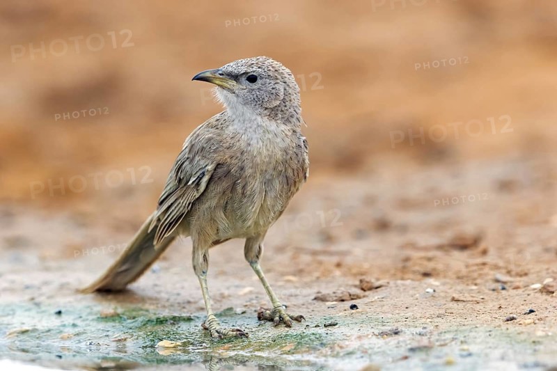 Grey thrush, passerine bird, (Turdoides squamiceps), animals, birds, sparrow, Celias Waterhole, Ezuz, HaDarom, Israel