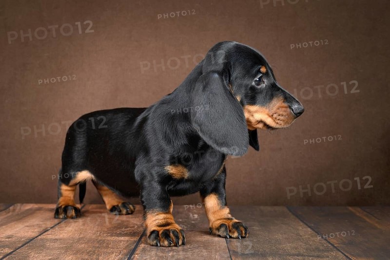 Small dachshund puppy sit playfully against a dark background, showcasing his shiny coat and expressive eyes. Perfect for pet themed projects or advertisements