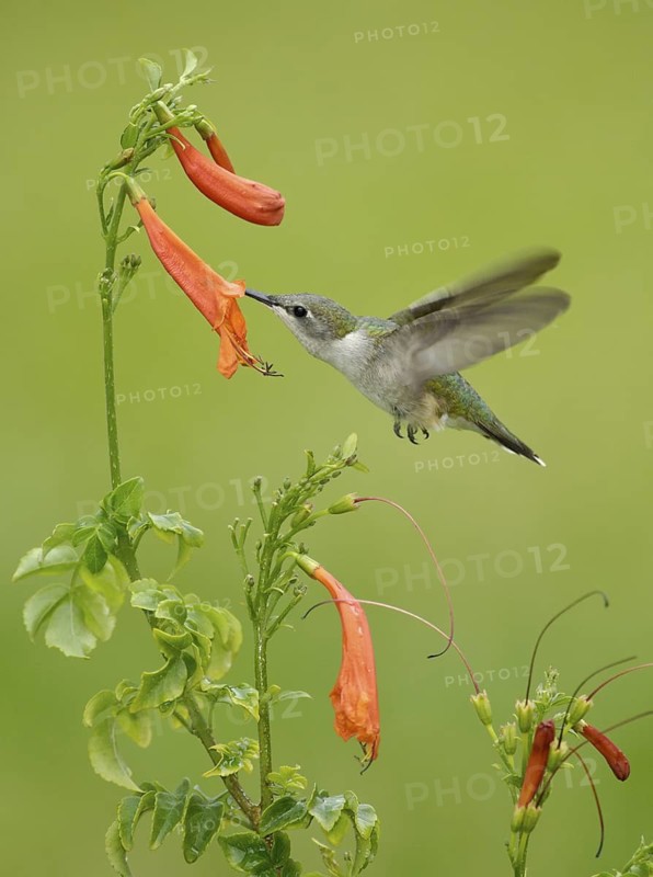 Ruby-throated Hummingbird (Archilochus colubris), Texas, USA