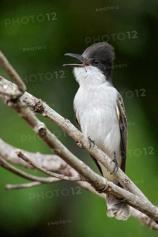 Loggerhead Kingbird (Tyrannus caudifasciatus) perched on a branch in Cuba