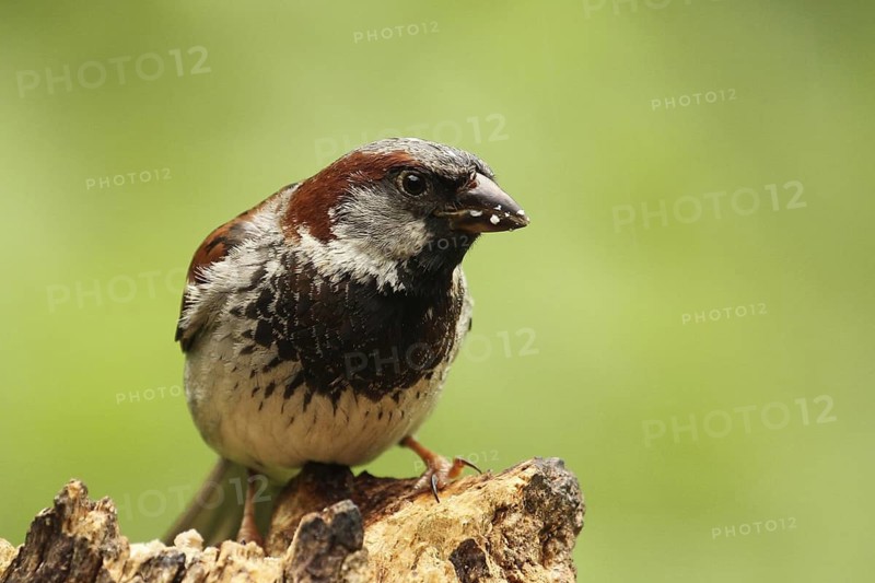House Sparrow (Passer domesticus) male, Lower Saxony, Germany