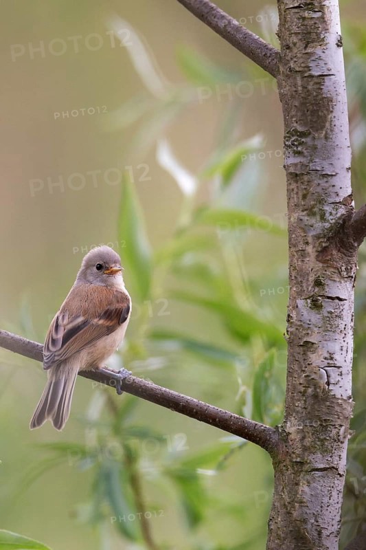 Eurasian Penduline Tit (Remiz pendulinus) juvenile, one week after leaving the nest, Saxony-Anhalt, Germany