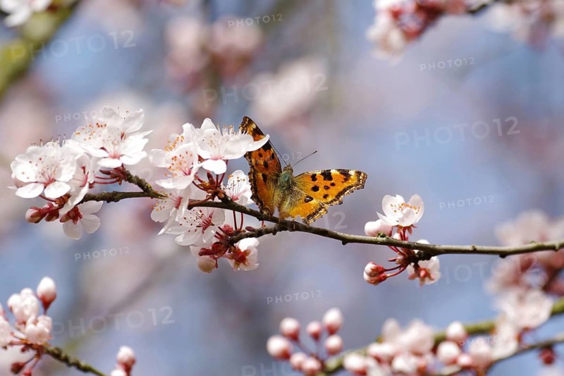 Large tortoiseshell (Nymphalis polychloros), cherry plum (Prunus cerasifera), flowers, nectar