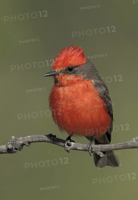 Vermilion Flycatcher (Pyrocephalus rubinus), Arizona, USA