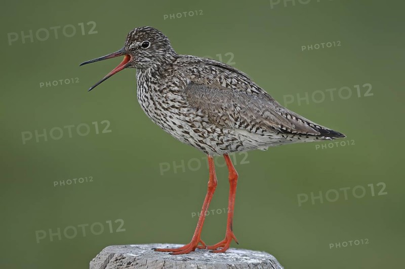 Common Redshank (Tringa totanus) male calling, Lower Saxony, Germany
