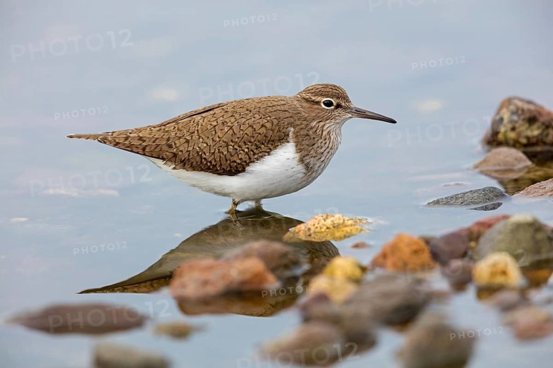 Common sandpiper, sandpiper (Actitis hypoleuco), biotope, habitat, foraging, Lesvos, Greece