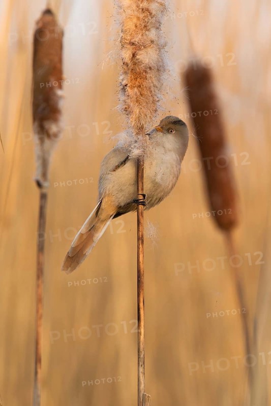 Bearded Reedling (Panurus biarmicus) female, Saxony, Germany