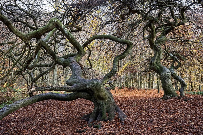 Süntelbuchen (Fagus sylvatica), cripple beeches, Hexenwald, Semper Forest Park, near Lietzow, Rügen, Mecklenburg-Western Pomerania, Germany