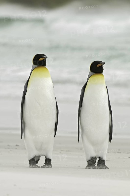 King Penguin (Aptenodytes patagonicus), Falkland Islands