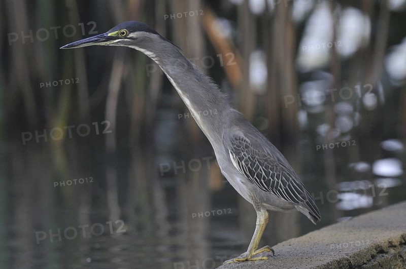 Striated Heron (Butorides striata), Kerala, India