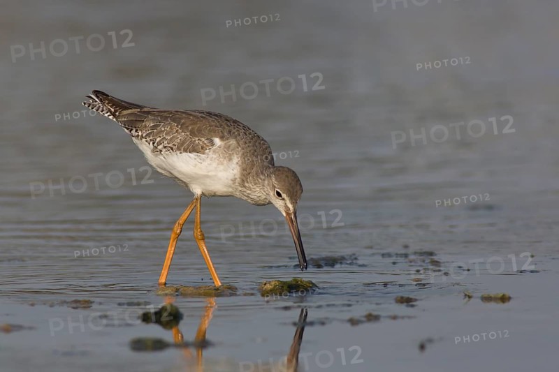 Common Redshank (Tringa totanus) foraging, Oman