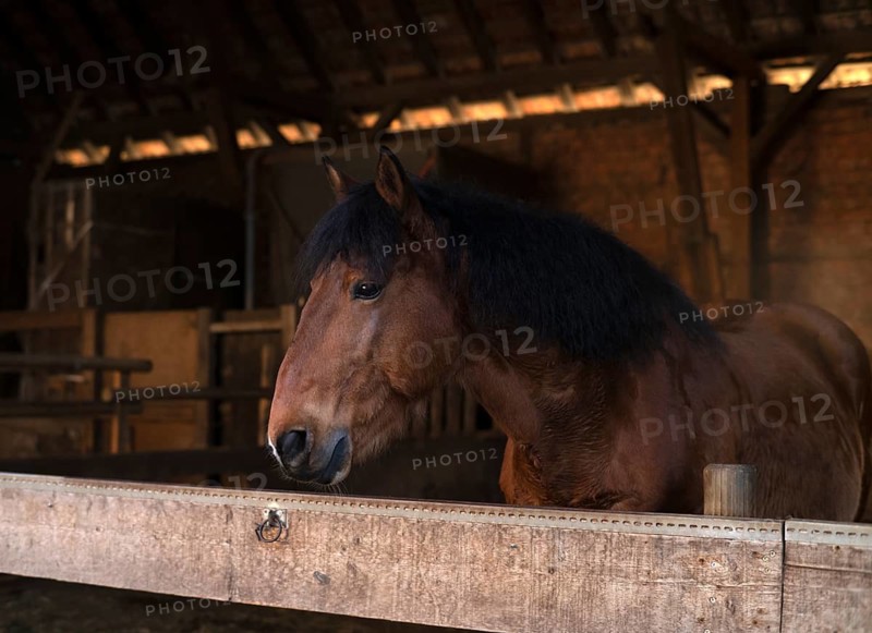 Noriker (also Pinzgauer), cold-blooded horse, stable, stable box, Sonnenhof, adventure farm, Stuttgart, Baden-Württemberg, Germany