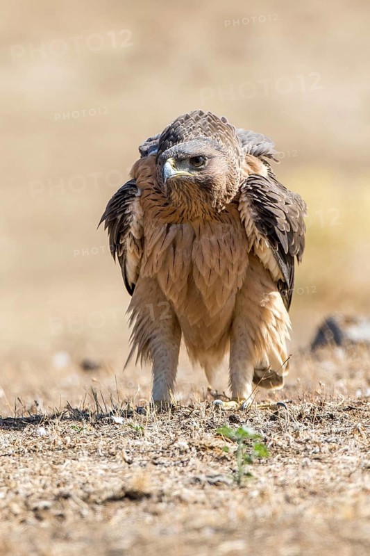 Bonelli's Eagle (Aquila fasciata) juvenile on ground, Andalusia, Spain