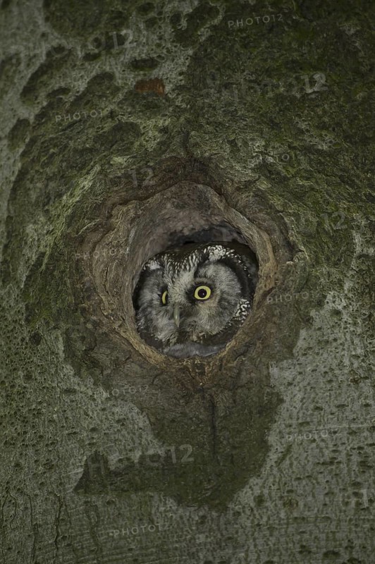 Boreal Owl (Aegolius funereus), Saxony, Germany