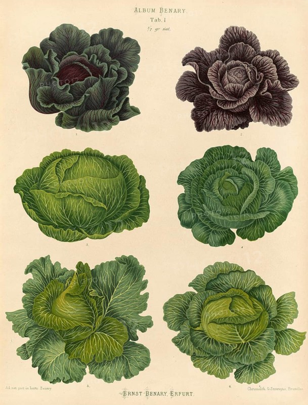 Vegetable, cabbage, white cabbage, red cabbage, savoy cabbage, after Ernst Samuel Benary (10 November 1819, 19 February 1893), Hessian horticulturalist, Historical, digitally restored reproduction from a 19th century original, Record date not stated