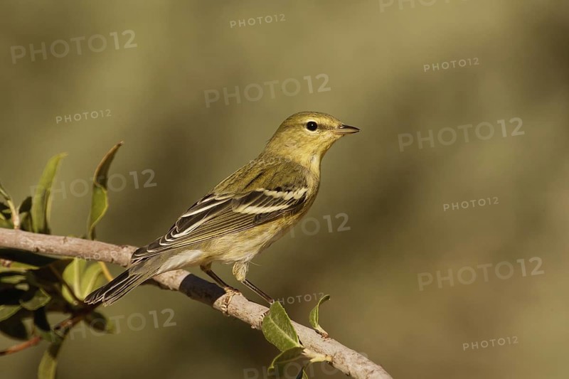 Blackpoll Warbler (Setophaga striata) male, California, USA