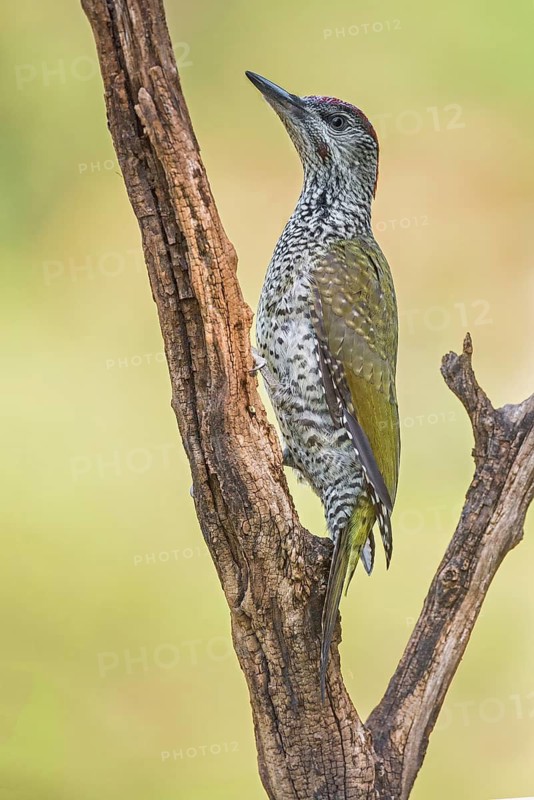 European Green Woodpecker (Picus viridis) juvenile perched on snag, Aosta Valley, Italy