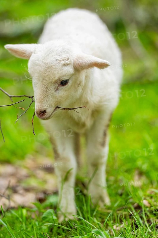 Domestic sheep (Ovis orientalis aries) lamb on a meadow, Bavaria, Germany