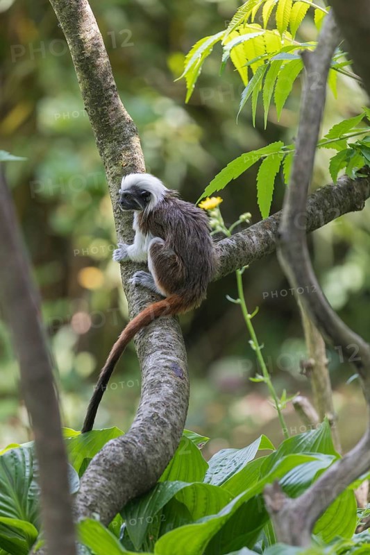 One cotton-top tamarin (Saguinus oedipus)is sitting in a tree. A forest with green leaves in the background