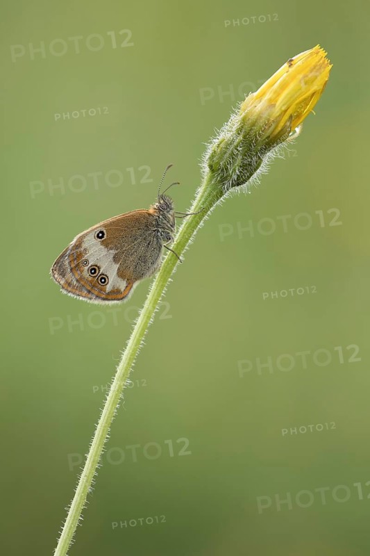 Tweekleurig hooibeestje, Pearly Heath, Coenonympha arcania