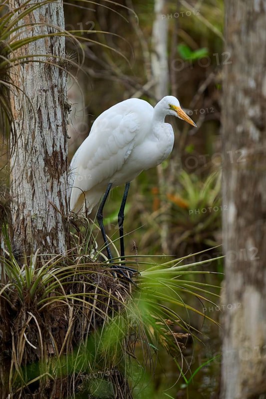 Great Egret (Ardea alba), in the swamp, spring, Everglades National Park, Florida, USA