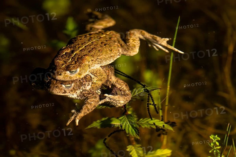 Two natterjack toads (Bufo calamita) mating in the water surrounded by plants, the female dragging a long spawning string behind her and attaching her eggs to aquatic plants, Dümmer nature park Park, Lower Saxony, Germany