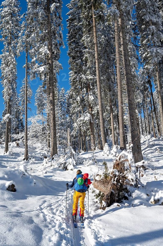 Ski tourer in a snowy winter forest, ascent to the Teufelstättkopf, snowy mountain landscape, Ammergau Alps, Bavaria, Germany