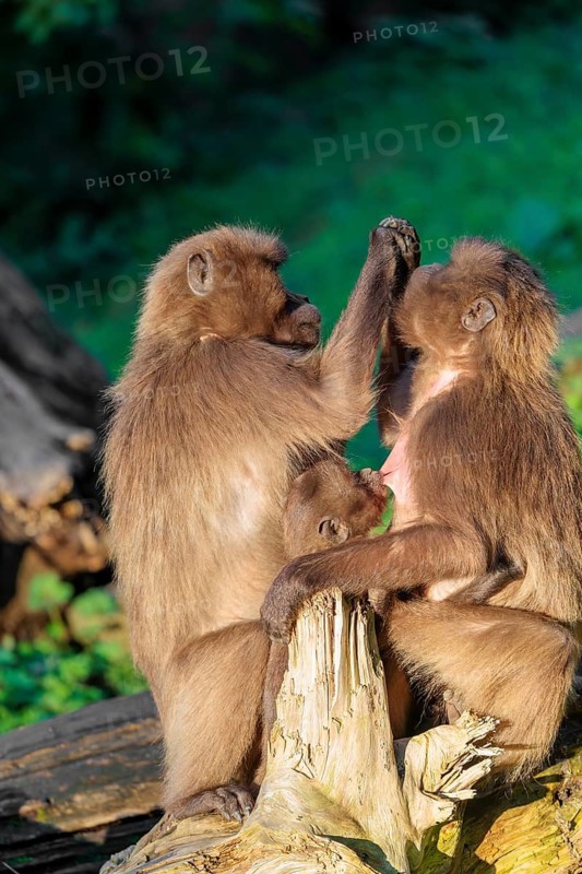 Two female Gelada (Theropithecus gelada), or bleeding-heart monkey sit with a baby between them in beautiful light on a tree trunk lying in green vegetation and groom each other