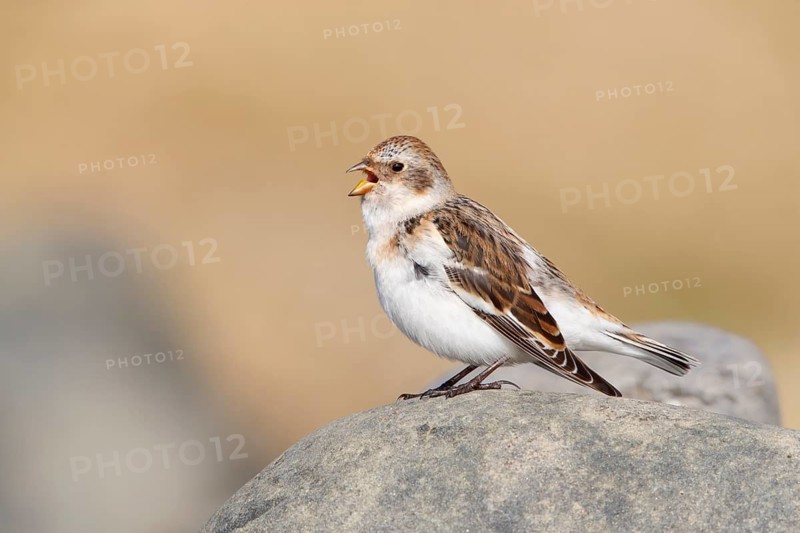 Snow Bunting (Plectrophenax nivalis insulae) female singing, perched on a rock, Iceland