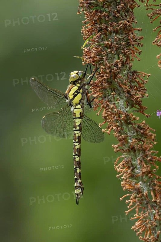 Southern hawker dragonfly (Aeshna cyanea) adult insect on a Buddleia plant flower in the summer, England, United Kingdom