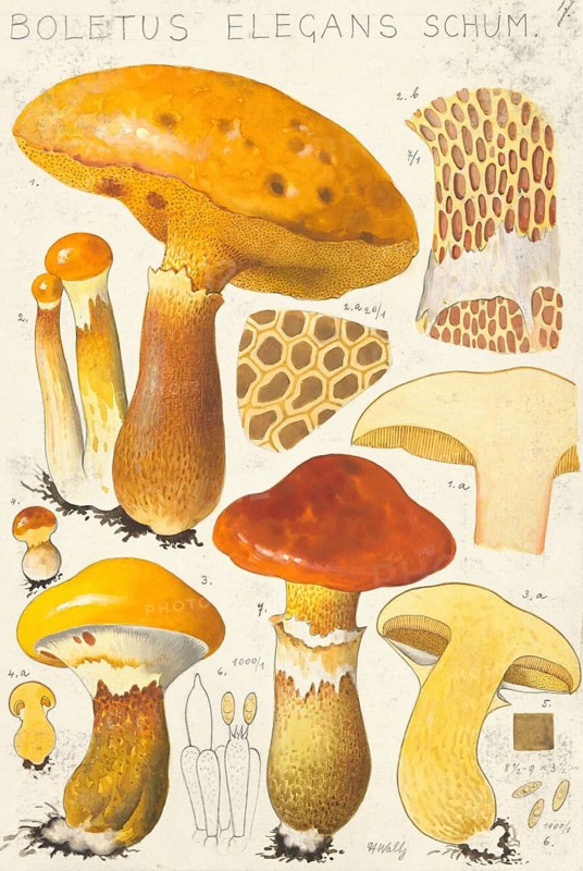 Mushroom, fungi, golden boletus or golden yellow larch boletus, Suillus grevillei, syn. Suillus flavus, Boletus elegans, authentic reproduction of an illustration by Hans Walty (1868-1948) from about 1915, historical