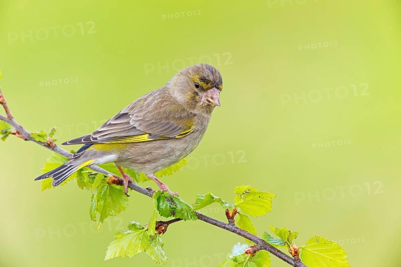 Grünfink, Grünling, Greenfinch, European Greenfinch, Western Greenfinch, Carduelis chloris, Chloris chloris, Verdier d'Europe, Verdier, Verderón Común