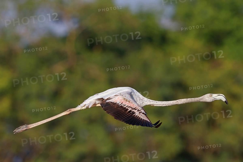 Pink flamingo, (Phoenicopterus ruber), Phoenicopterus roseus, animals, birds, flamingo, biotope, habitat, waters, foraging, flight recording, Lesbos, Salalah, Dhofar, Greece