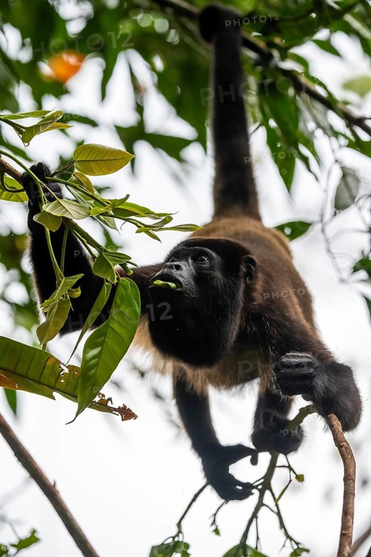 Mantled howler (Alouatta palliata) eating leaves in a tree, Cahuita National Park, Costa Rica
