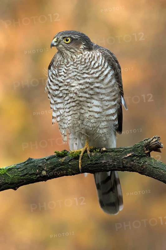 Eurasian Sparrowhawk (Accipiter nisus) young male, Utrecht, Netherlands