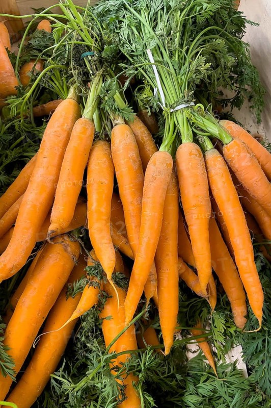 Bunch of carrots (Daucus carota) in display of grocery retailer wholesale fruit and vegetable trader, international