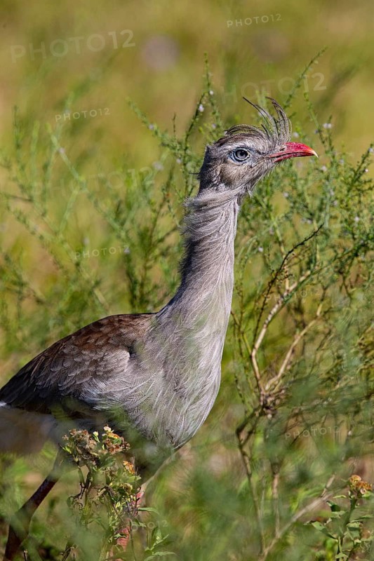 Red-footed seriema (Cariama cristata) Pantanal Brazil