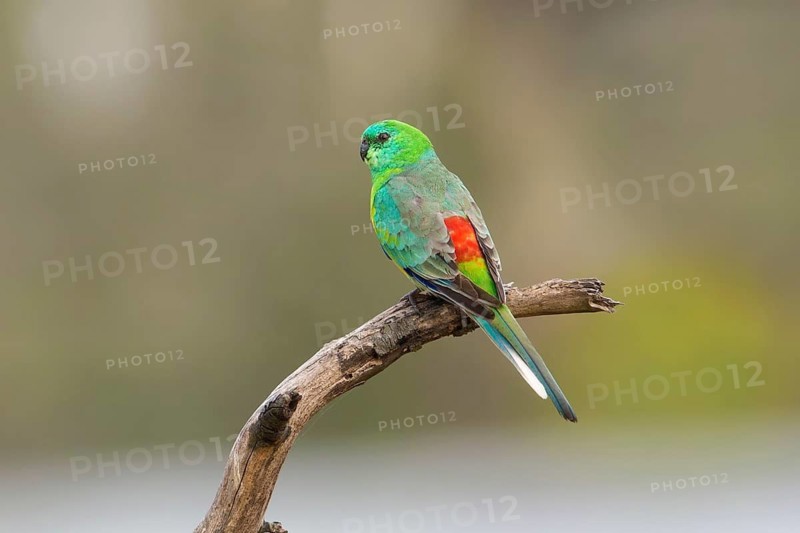 Red-rumped Parrot (Psephotus haematonotus) male perched on a branch, Victoria, Australia