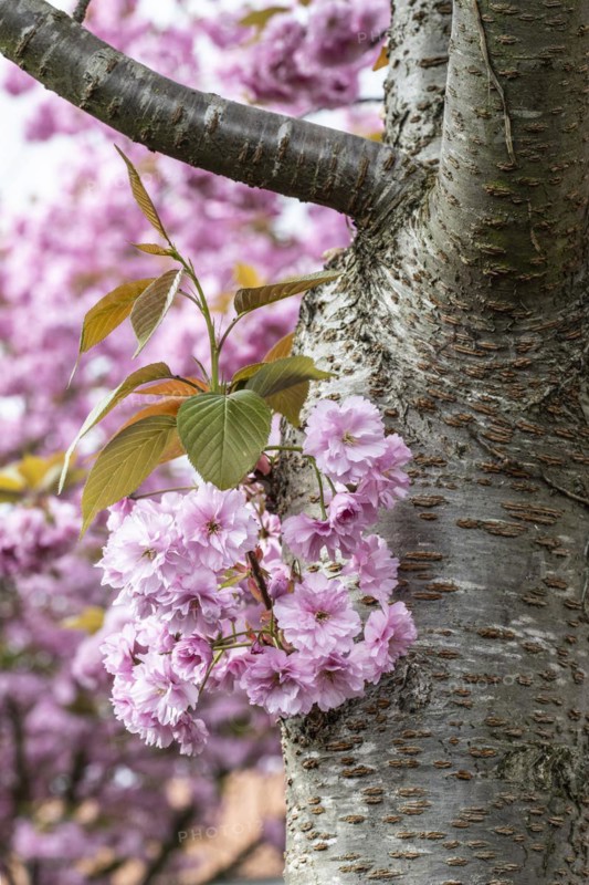 Japanese flowering cherry (Prunus serrulata Kanzan), Emsland, Lower Saxony, Germany