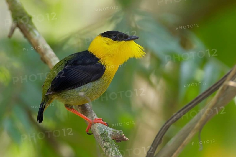 Golden-collared Manakin (Manacus vitellinus) male, Gamboa, Panama