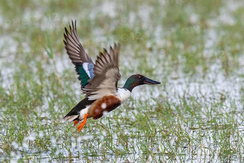 Shoveler, (Anas clypeata), flight photo, animals, birds, ducks, duck family, male, drake, Lake Neusiedl, Illmitz, Burgenland, Austria